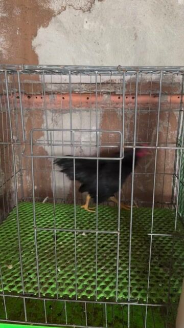 Gà Tre Bắc Ô Đen. Mua bán Gà tại Huyện Vĩnh Cửu Đồng Nai được đăng bởi Biển Thiếu Muối hình 1