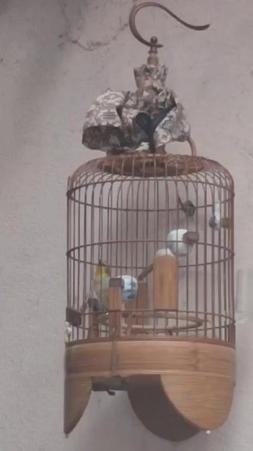 Chim Vành khuyên 2 mùa lông. Mua bán Chim tại Quận Gò Vấp Tp Hồ Chí Minh được đăng bởi Ngọc Toàn hình 1