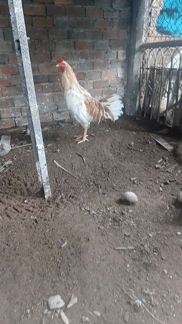 Gà trống nòi 3.5kg 16 tháng sức khỏe tốt. Mua bán Gà tại Quận Bình Thuỷ Cần Thơ được đăng bởi Trần Văn Tuấn hình 1