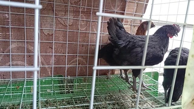 Gà Hmông nuôi cảnh. Mua bán Gà tại Quận Hoàng Mai Hà Nội được đăng bởi Đỗ trọng hưng hình 1