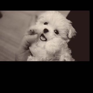 Le métier de vétérinaire