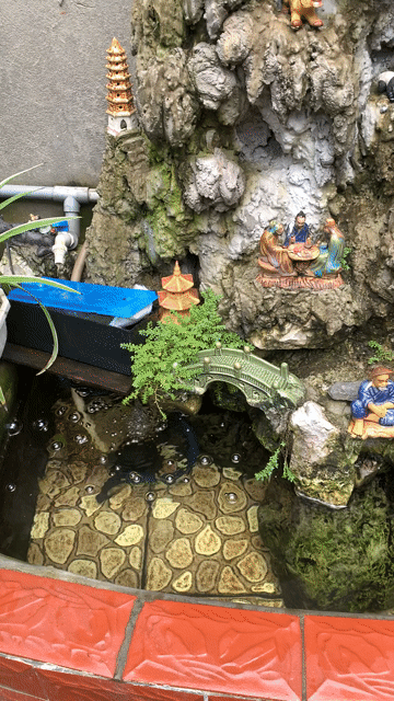 bán cá koi. Mua bán Thú cưng khác tại Huyện Đông Anh Hà Nội được đăng bởi Mr Hải hình 1