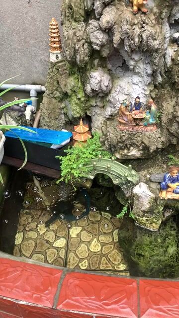 bán cá koi. Mua bán Thú cưng khác tại Huyện Đông Anh Hà Nội được đăng bởi Mr Hải hình 1