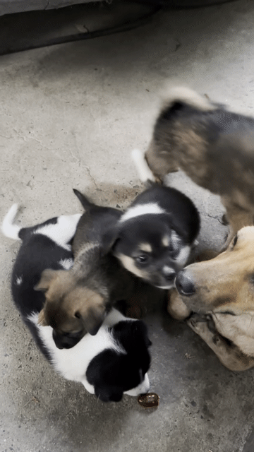 Chó con nhiều màu. Mua bán Chó tại Thành phố Biên Hòa Đồng Nai được đăng bởi Quy hình 1