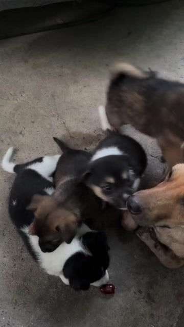 Chó con nhiều màu. Mua bán Chó tại Thành phố Biên Hòa Đồng Nai được đăng bởi Quy hình 1