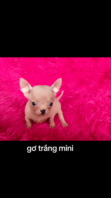 Chó Chihuahua Cái Trắng Mini 2 tháng. Mua bán Chó tại Quận 8 Tp Hồ Chí Minh được đăng bởi ZoZo House Chihuahua hình 1