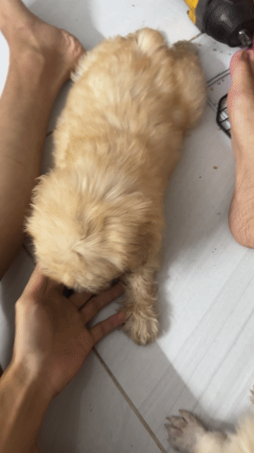 Chó Poodle Đực Vàng kem 2 mũi. Mua bán Chó tại Quận Bình Tân Tp Hồ Chí Minh được đăng bởi Trường Duy hình 1