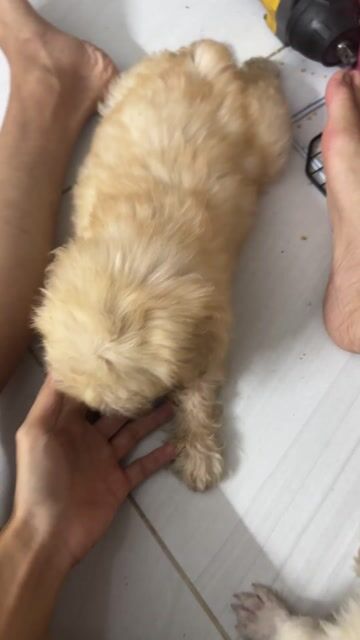 Chó Poodle Đực Vàng kem 2 mũi. Mua bán Chó tại Quận Bình Tân Tp Hồ Chí Minh được đăng bởi Trường Duy hình 1
