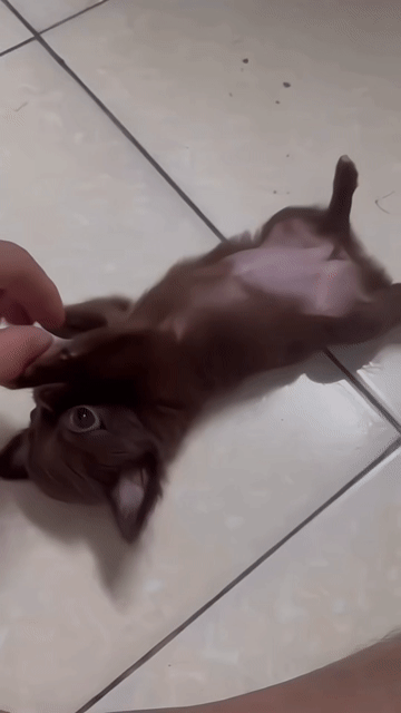 BÉ CHIHUAHUA CÁI VIP. Mua bán Chó tại Quận Tân Phú Tp Hồ Chí Minh được đăng bởi Ngọc Vân hình 1