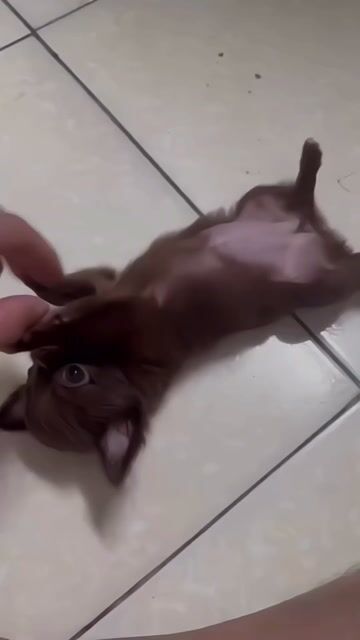 BÉ CHIHUAHUA CÁI VIP. Mua bán Chó tại Quận Tân Phú Tp Hồ Chí Minh được đăng bởi Ngọc Vân hình 1