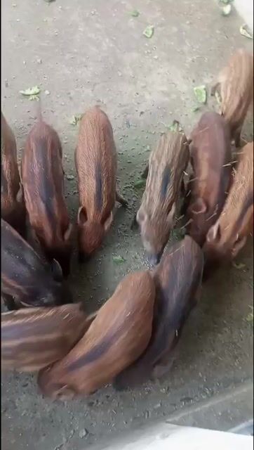 Heo con màu Nâu 15 con. Mua bán Thú cưng khác tại Huyện Củ Chi Tp Hồ Chí Minh được đăng bởi Thanh Nam hình 1