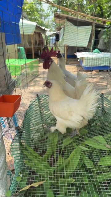 Gà ác sinh sản. Mua bán Gà tại Thành phố Vĩnh Long Vĩnh Long được đăng bởi Thí Lê hình 1