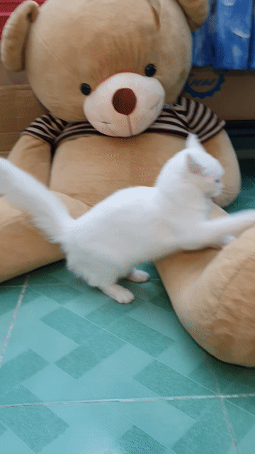 Mèo Ald lai Cái Trắng 10 tháng. Mua bán Mèo tại Thành phố Thuận An Bình Dương được đăng bởi Huy Hoang hình 1