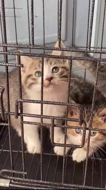 Mèo anh lông ngắn 5 bé trai gái đủ. Mua bán Mèo tại Quận 10 Tp Hồ Chí Minh được đăng bởi ốc meo meo hình 1