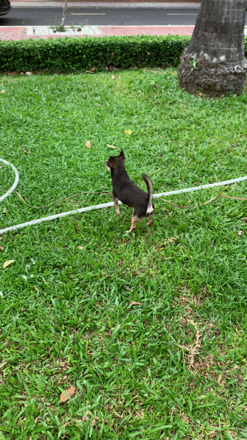 Chihuahua socola 15 tháng. Mua bán Phụ kiện, Thức ăn, Dịch vụ tại Quận 8 Tp Hồ Chí Minh được đăng bởi Nguyễn Mạnh  hình 1