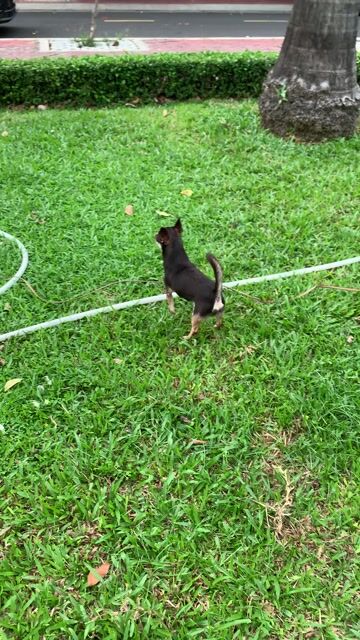 Chihuahua socola 15 tháng. Mua bán Phụ kiện, Thức ăn, Dịch vụ tại Quận 8 Tp Hồ Chí Minh được đăng bởi Nguyễn Mạnh  hình 1
