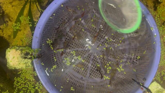 Cá bảy màu Rồng Đỏ. Mua bán Thú cưng khác tại Quận Bình Thuỷ Cần Thơ được đăng bởi LQ Store hình 1