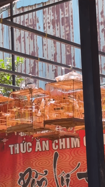 Chim chào mào Bạch  trống đã đi cf. Mua bán Chim tại Huyện Bình Chánh Tp Hồ Chí Minh được đăng bởi Thuận  hình 1