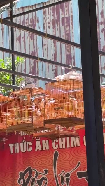Chim chào mào Bạch  trống đã đi cf. Mua bán Chim tại Huyện Bình Chánh Tp Hồ Chí Minh được đăng bởi Thuận  hình 1