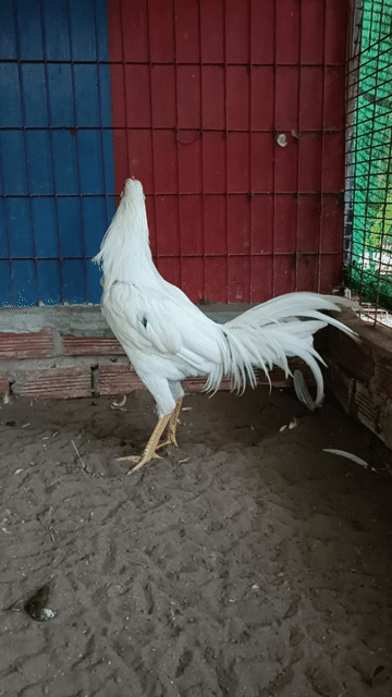 Gà chọi Thái Mỹ 4 tháng 5 ngày 2.3kg Trắng. Mua bán Gà tại Thành phố Cà Mau Cà Mau được đăng bởi Trại Gà Khang Huy hình 1