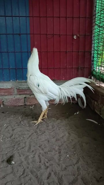 Gà chọi Thái Mỹ 4 tháng 5 ngày 2.3kg Trắng. Mua bán Gà tại Thành phố Cà Mau Cà Mau được đăng bởi Trại Gà Khang Huy hình 1