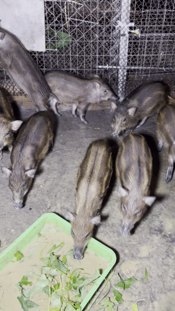 Heo lai 8-9kg Nâu đen Khỏe mạnh. Mua bán Thú cưng khác tại Quận 12 Tp Hồ Chí Minh được đăng bởi Đại Farm hình 1