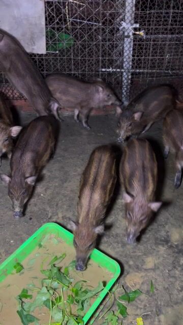 Heo lai 8-9kg Nâu đen Khỏe mạnh. Mua bán Thú cưng khác tại Quận 12 Tp Hồ Chí Minh được đăng bởi Đại Farm hình 1