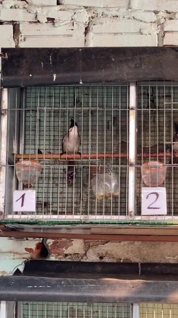 7 con  bao trống. Mua bán Chim tại Quận Sơn Trà Đà Nẵng được đăng bởi tuấn hình 1