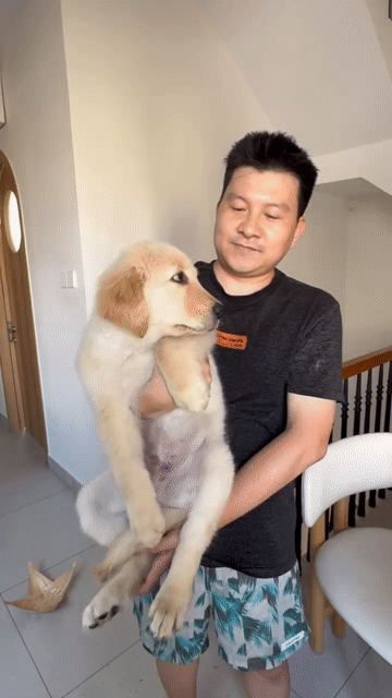 Chó Golden Retriever đực dưới 3 tháng. Mua bán Chó tại Quận Bình Thạnh Tp Hồ Chí Minh được đăng bởi Máy ảnh cũ Cen Store hình 1