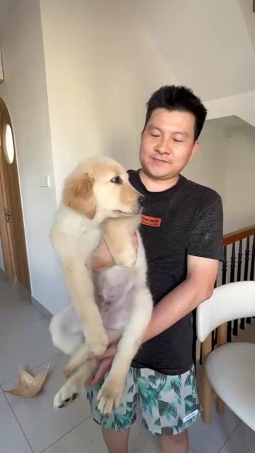 Chó Golden Retriever đực dưới 3 tháng. Mua bán Chó tại Quận Bình Thạnh Tp Hồ Chí Minh được đăng bởi Máy ảnh cũ Cen Store hình 1