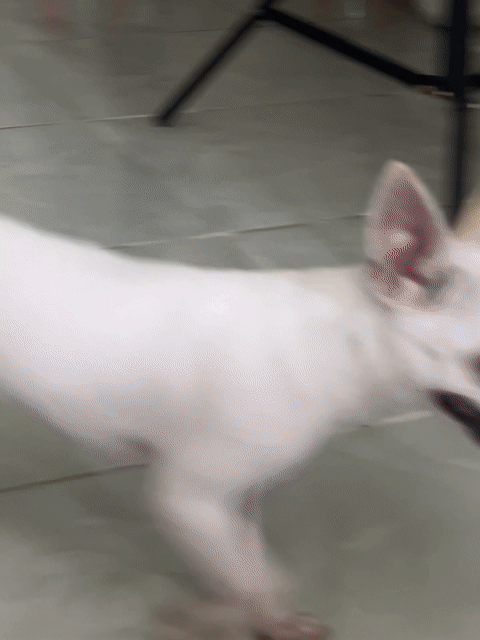 Chó Chihuahua 7 tháng trắng 1.9kg. Mua bán Chó tại Huyện Cần Giờ Tp Hồ Chí Minh được đăng bởi hieu  hình 1