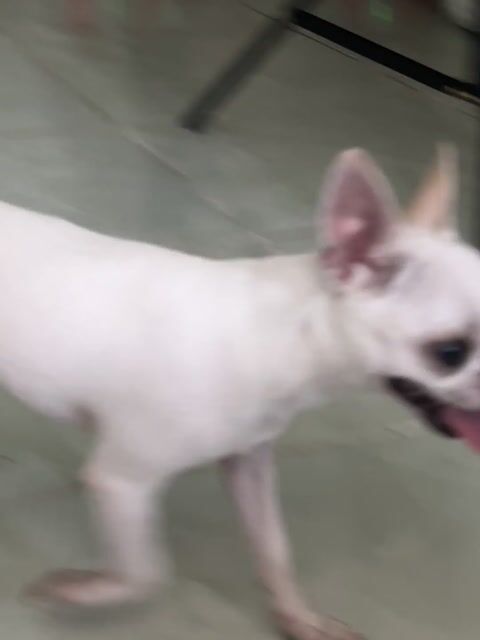 Chó Chihuahua 7 tháng trắng 1.9kg. Mua bán Chó tại Huyện Cần Giờ Tp Hồ Chí Minh được đăng bởi hieu  hình 1