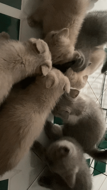 Mèo Anh lông ngắn cái tai cụp. Mua bán Mèo tại Quận Sơn Trà Đà Nẵng được đăng bởi Huỳnh Thị Lai Út hình 1