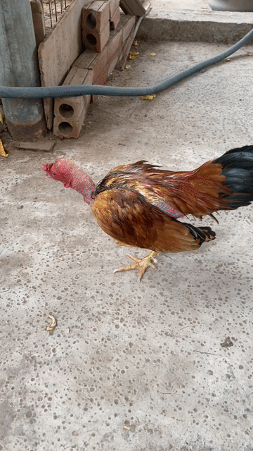 Gà cảnh 11 tháng. Mua bán Gà tại Quận Tây Hồ Hà Nội được đăng bởi Nguyen manh lâm hình 1