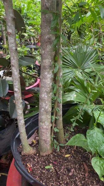 Lựu Thái gốc lớn khoẻ đang bông trái. Mua bán Cây cảnh, đồ trang trí tại Quận Gò Vấp Tp Hồ Chí Minh được đăng bởi Vườn Kiểng Nhà Nị Ny hình 1