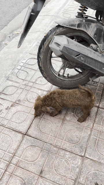Chó Poodle lai Lạp Xưởng cái Nâu mượt. Mua bán Chó tại Quận 8 Tp Hồ Chí Minh được đăng bởi Trọng hình 1