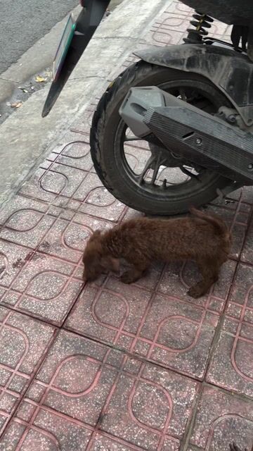 Chó Poodle lai Lạp Xưởng cái Nâu mượt. Mua bán Chó tại Quận 8 Tp Hồ Chí Minh được đăng bởi Trọng hình 1