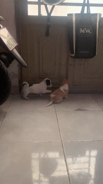 Chó Chihuahua lai chó ta đực cái 2 tháng. Mua bán Chó tại Quận 7 Tp Hồ Chí Minh được đăng bởi Hoang hình 1