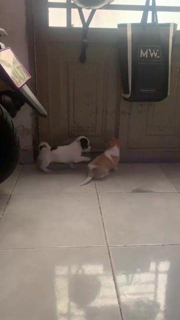 Chó Chihuahua lai chó ta đực cái 2 tháng. Mua bán Chó tại Quận 7 Tp Hồ Chí Minh được đăng bởi Hoang hình 1
