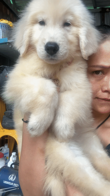 Chó Golden Retriever Trắng 8kg hơn đã tiêm phòng. Mua bán Chó tại Quận Bình Thạnh Tp Hồ Chí Minh được đăng bởi ViVi hình 1