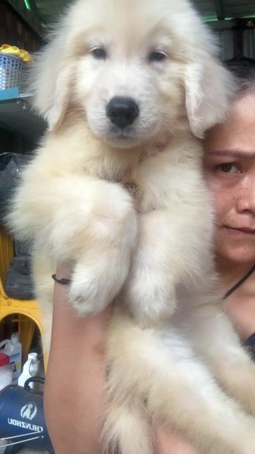 Chó Golden Retriever Trắng 8kg hơn đã tiêm phòng. Mua bán Chó tại Quận Bình Thạnh Tp Hồ Chí Minh được đăng bởi ViVi hình 1