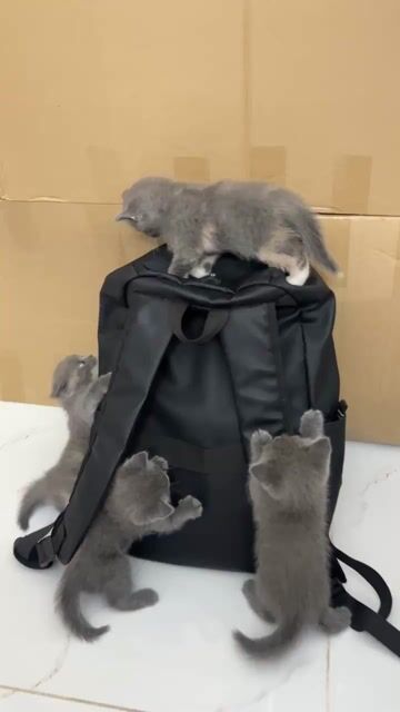 Mèo con bicolor cái thuần chủng 100% 1th tuổi. Mua bán Mèo tại Thành phố Thủ Đức Tp Hồ Chí Minh được đăng bởi Triệu Tấn Tuấn hình 1