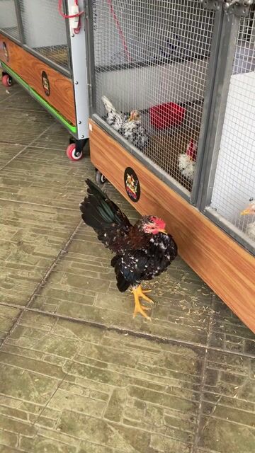 Gà Serama trống 4 tháng. Mua bán Gà tại Quận 3 Tp Hồ Chí Minh được đăng bởi Trung Kid Serama hình 1