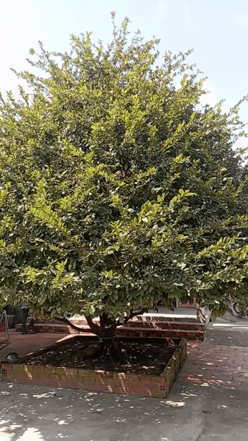 Mai vàng 5 cánh cổ thụ quý hiếm, 3ty2. Mua bán Cây cảnh, đồ trang trí tại Huyện Cái Bè Tiền Giang được đăng bởi Hoang Lac Nguyen Le hình 1