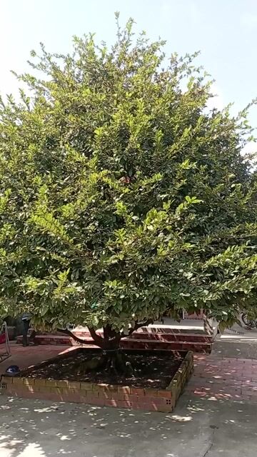 Mai vàng 5 cánh cổ thụ quý hiếm, 3ty2. Mua bán Cây cảnh, đồ trang trí tại Huyện Cái Bè Tiền Giang được đăng bởi Hoang Lac Nguyen Le hình 1