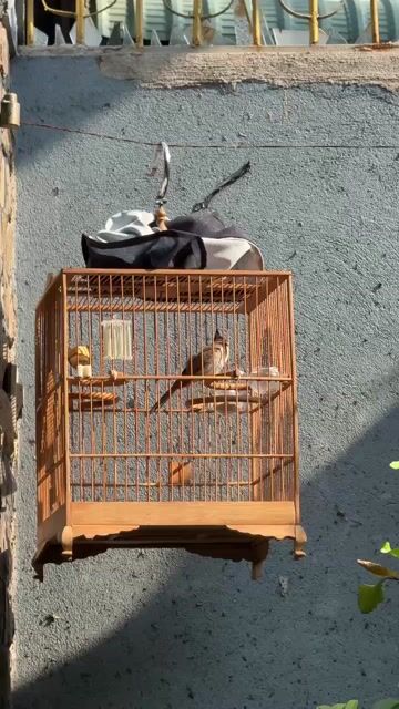 Chim chào mào 5 tháng không tật lỗi. Mua bán Chim tại Huyện Hóc Môn Tp Hồ Chí Minh được đăng bởi Võ Phương Phước Thành hình 1