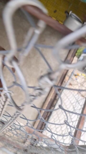 Cần thanh lý em pitbull cái hơn 7 tháng, 23kg