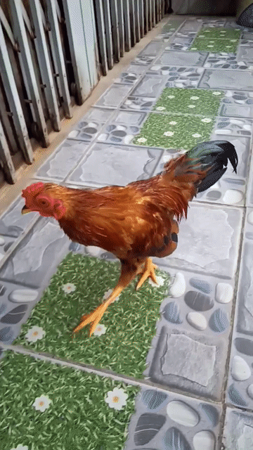 Gà trống Vàng bò thanh lý. Mua bán Gà tại Quận 12 Tp Hồ Chí Minh được đăng bởi Minh Toàn hình 1