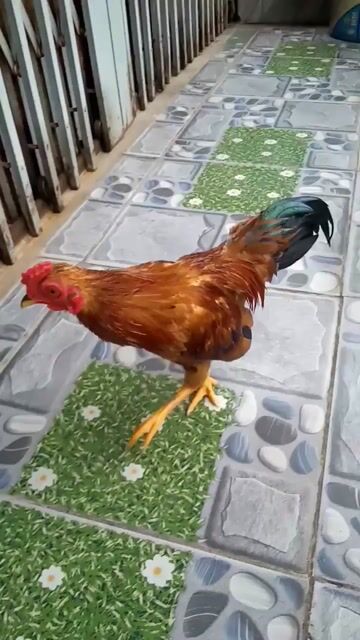 Gà trống Vàng bò thanh lý. Mua bán Gà tại Quận 12 Tp Hồ Chí Minh được đăng bởi Minh Toàn hình 1