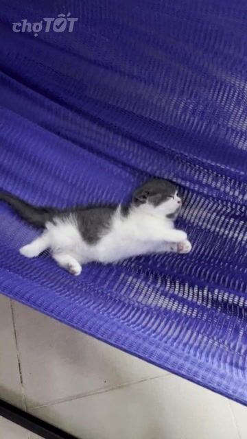 Mèo ALN bicolor chân ngắn Tai cụp Trắng xám. Mua bán Mèo tại Quận Tân Bình Tp Hồ Chí Minh được đăng bởi Bé Quýt hình 1